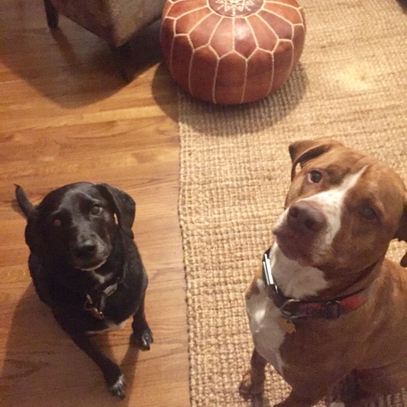 Meet your Posher, Ansley - Picture 7 of 8